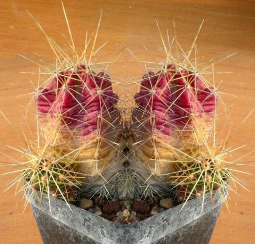 echinocereus_cinerascens
